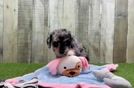 Poochon Pup Being Cute