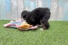 Petite Mini Bernedoodle Poodle Mix Pup