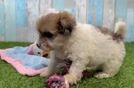 Havapoo Pup Being Cute
