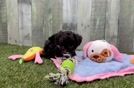 Cute Aussiechon Baby