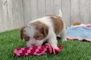 Havashu Pup Being Cute