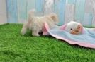 Maltipoo Puppy for Adoption