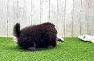 Meet Trudy - our Pomeranian Puppy Video
