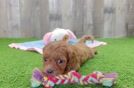 Petite Cavapoo Poodle Mix Pup