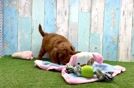 Cavapoo Pup Being Cute