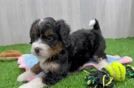 Cute Mini Bernedoodle Baby