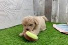 Maltipoo Puppy for Adoption