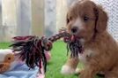 Cavapoo Puppy for Adoption