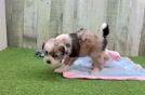 Saussie Pup Being Cute