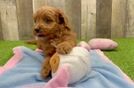 Best Cavapoo Baby