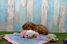 Petite Cavapoo Poodle Mix Pup