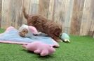 Cavapoo Puppy for Adoption