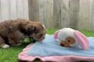 Playful Shorkie Tzu Designer Puppy