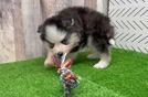 Hypoallergenic Husky and Pomeranian Mix Designer Puppy