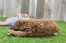 Best Cavapoo Baby