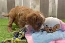 Meet Galena - our Cavapoo Puppy Video