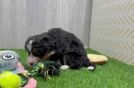 Happy Mini Bernedoodle Baby