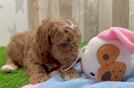 Mini Goldendoodle Puppy for Adoption