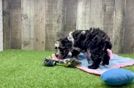 Friendly Poodle Purebred Pup