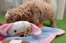 Fluffy Mini Irish Doodle Poodle Mix Pup