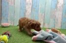 Cavapoo Puppy for Adoption