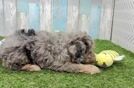 Funny Cavapoo Poodle Mix Pup
