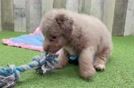 Fluffy Mini Labradoodle Poodle Mix Pup