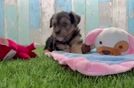 Meet Tim - our Yorkie Poo Puppy Video
