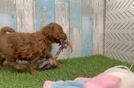 Mini Goldendoodle Pup Being Cute