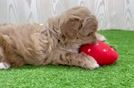 Best Maltipoo Baby