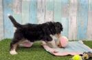 Mini Bernedoodle Puppy for Adoption