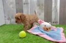 Funny Cavapoo Poodle Mix Pup