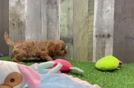 Friendly Cavapoo Baby