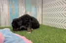 Mini Bernedoodle Puppy for Adoption