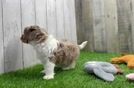 Little Shih Poo Poodle Mix Puppy