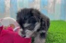 Morkie Pup Being Cute