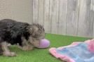 Cute Morkie Baby