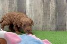 Mini Goldendoodle Pup Being Cute