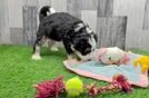 Cute Mini Bernedoodle Baby