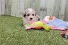 Hypoallergenic Aussie Bichon Designer Puppy
