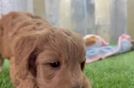 Best Mini Goldendoodle Baby