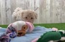 Happy Maltipoo Baby