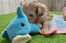 Fluffy Shih Poo Poodle Mix Pup