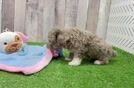 Friendly Poodle Purebred Pup