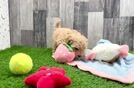 Best Maltipoo Baby