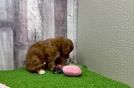 Cavapoo Pup Being Cute