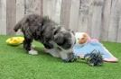 Mini Aussiedoodle Puppy for Adoption