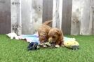 Meet Giada - our Maltipoo Puppy Video