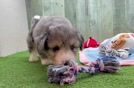 Meet Alonzo - our Aussiechon Puppy Video
