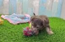 Happy Yorkie Poo Baby